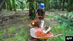 Pekerja mengumpulkan kelapa sawit di perkebunan di Pangkalan Bun, Kalimantan Tengah. (Foto: Dok)