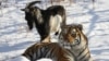 Kambing Rusia yang Berteman dengan Macan, Mati 