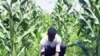 Relief Efforts Shift to Rebuilding Haiti's Agriculture