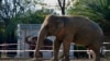 Cher Visits Pakistan to Mark Freedom for 'Loneliest Elephant'