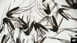 Virus Zika yang dibawa nyamuk menyebar di Amerika sementara puluhan ribu orang akan datang ke Brasil tahun ini untuk Olimpiade, dikhawatirkan menjadi batu loncatan penyebaran virus tersebut ke seluruh dunia (Foto: ilustrasi).