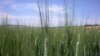 Zimbabwe Halts Farm Invasions 
