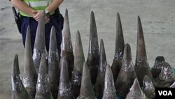 Petugas di bandara Hong Kong menyita cula-cula badak selundupan (foto: dok). Cula badak, umumnya berasal dari Afrika, digunakan sebagai obat tradisional di Asia.