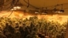 在房屋內非法種植的大麻。（格雷斯港警局臉書圖片）