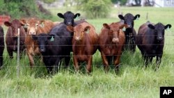 Food and Farm Livestock Antibiotics