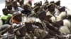 Zulu elders await the address of Zulu King Goodwill Zwelithini in Durban, South Africa, April 20, 2015.
