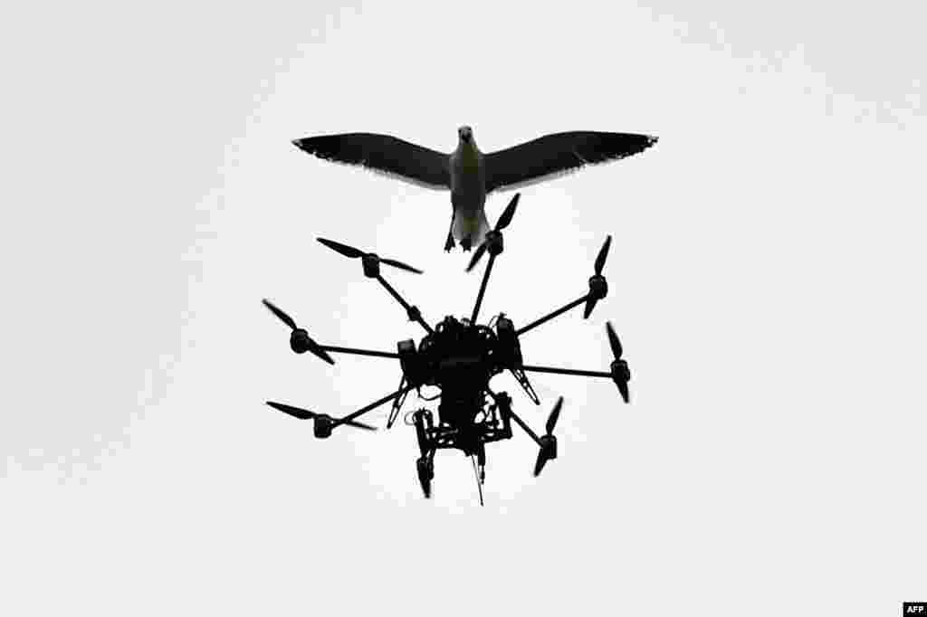 Seekor burung camar menabrak drone milik Sky TV yang sedang meliput pertandingan kriket antara Selandia Baru melawan Sri Lanka di Wellington.
