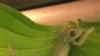 Conservationists Trying to Save, Reproduce Endangered Frogs