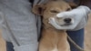 South Sudan's Other Health Hazard: Stray Dogs