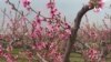 آغاز فصل بهار و امیدواری باغداران برای برداشت محصولات بهتر