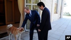 俄罗斯总统普京2月8日在索契会晤日本首相安倍晋三时轻拍他的爱犬 （2014年8月2日）