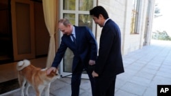 俄罗斯总统普京2月8日在索契会晤日本首相安倍晋三时轻拍他的爱犬。
