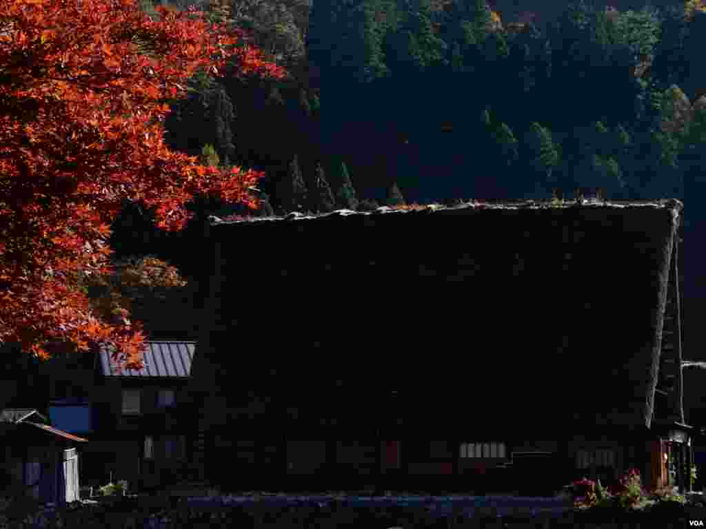 日本白川鄉楓紅與合掌屋。(美國之音湯惠芸攝)