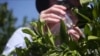 加州柑橘业以虫剋虫应付黄龙病