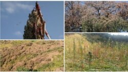 የአንበጣ መንጋን ለመቆጣጠር አስቸጋሪ ሆኗል ተባለ