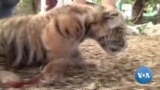 Covid, o tigre-bébé mexicano