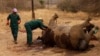 FILE - Workers perform a post-mortem on the carcass of a rhino after it was killed for its horn by poachers at the Kruger National Park in Mpumalanga province, South Africa.