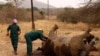 FILE - Workers perform a post-mortem on the carcass of a rhino after it was killed for its horn by poachers at the Kruger national park in Mpumalanga province, September 14, 2011.