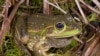 New Hope for Frog Once Feared Extinct in Australia