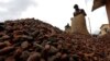 Ivory Coast Fights Child Labor on Cocoa Plantations