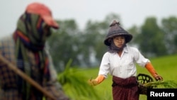 ရန်ကုန်မြို့ခင် စပါးစိုက်ခင်းတွေ လယ်သူမများ။ (ယခင်ပုံဟောင်း)