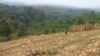 Conversion of forests to agricultural use create starkly different habitats for small mammals that carry zoonotic disease such as plague, resulting in increased risk of plague transmission. (Photo Credit: Douglas McCauley)