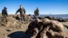 Russian Scientists Dig Out Well-Preserved Woolly Mammoth