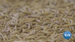Huge Expansion for Insect Factory Farms