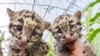 Vietnam Saves Animals in 35% of Wildlife Crimes Reported, NGO Says