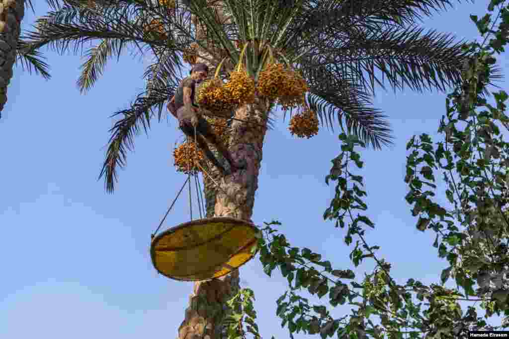 Alaa Atef, 24, who has been harvesting dates by climbing the palm trees for 15 years, says date harvests have been "deteriorating gradually over the past few years.” "If these (trees) are gone, what job will I do?" September 4, 2021. (VOA/Hamada Elrasam)