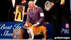 Thor the Bulldog