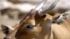 'Drastic' Declines in Cambodia’s Endangered Wildlife