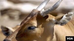 FILE - A banteng.