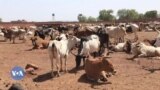 Baganmaralaw ni jagokɛlaw y’a jira Mali la k’u ka kow bɛ ka jɔrɔ