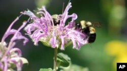 Wild Bees