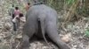 Lightning Kills 18 Wild Elephants in India 