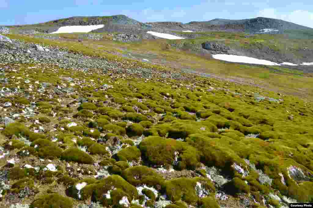 Low-lying moss growth on Ardley Island, South Shetland Islands makes the most of the occasional sunny days after the snow cover has melted. (Dan Charman/Matt Amesbury)