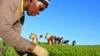 FILE - A woman picks tea leaves at a plantation in Nandi Hills, in Kenya's highlands region west of capital Nairobi, Nov. 5, 2014. Emerald-colored tea bushes blanketing the rolling hills of Nandi County have long provided a livelihood for smallscale farmers, helping make Kenya one of the world's biggest tea exporters. 