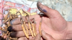 དབྱར་རྩྭ་དགུན་འབུ་རྫུན་མ་དང་བོད་མིའི་འབྲོག་པའི་འཚོ་བར་དོ་ཕོག