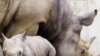 Africa's Western Black Rhino Declared Extinct
