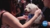 Giving a Second Chance: How Pet Adoption Works in America