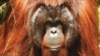 Tiga Individu Orangutan Kalimantan Dilepasliarkan di Kutai Timur