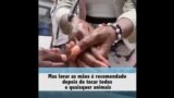 COVID-19: Factos sobre animais de estimação