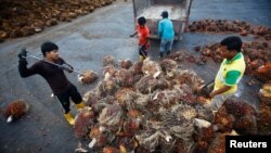Para pekerja di perkebunan kelapa sawit di Salak Tinggi, di luar Kuala Lumpur, Malaysia (foto: dok). 