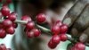 Red ripe coffee beans bloom on a plantation near Naranjo, Costa Rica in November 23, 2001. 