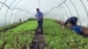 Urbane farme u Baltimoru