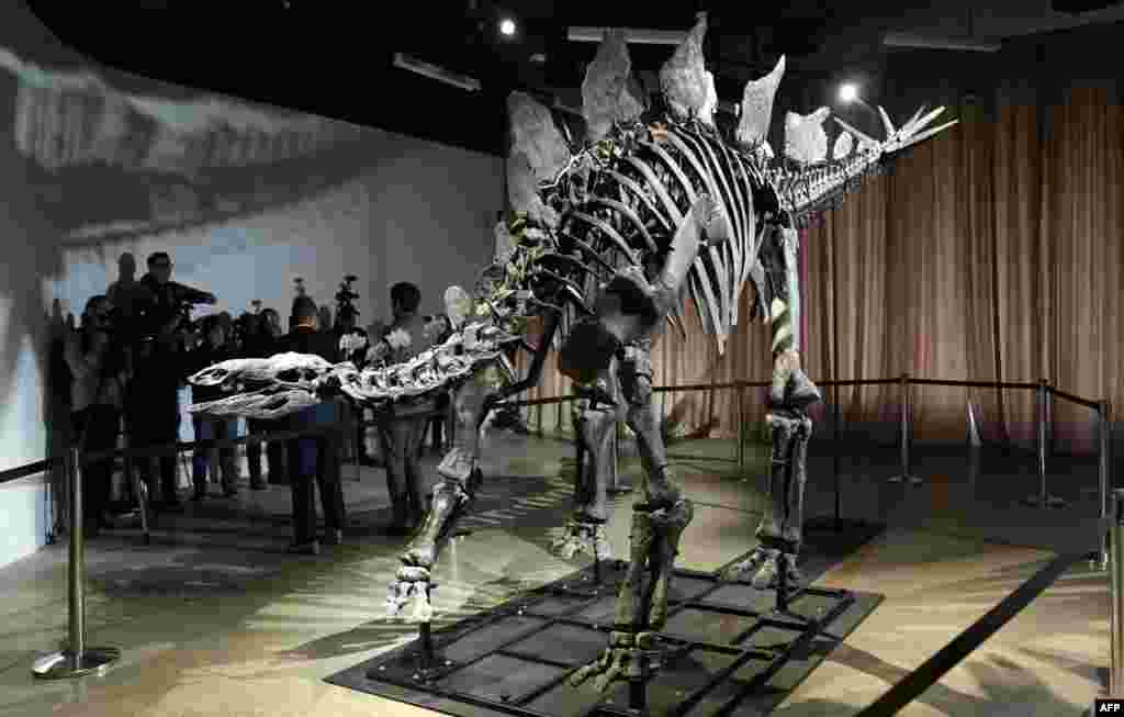 The stegosaurus fossil nicknamed Apex is unveiled to the media at the American Museum of Natural History in New York.