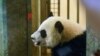 Anak Panda di Kebun Binatang Nasional AS dalam Tahap Penyembuhan