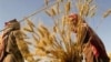 دفاع دولت رئیسی از نرخ ۱۵ هزار تومانی خرید گندم؛ دلالان عراقی دو برابر می‌خرند