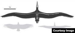 Penggambaran Pelagornis sandersi, menunjukkan perbandingan lebar sayap. Di kiri, seekor burung Condor California, di kanan, Royal Albatross. Gambar oleh Liz Bradford. (Bruce Museum)